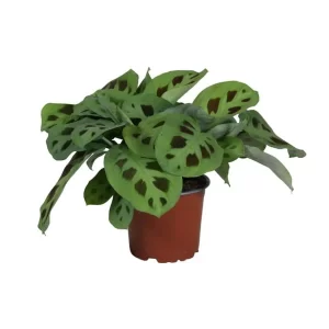 Maranta Leuconeura Kerchoveana Kamerplant – Hoogte 30cm – Ø12cm