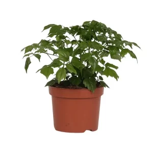 Rademachera Sinica Kamerplant – Hoogte 27cm – Ø12cm