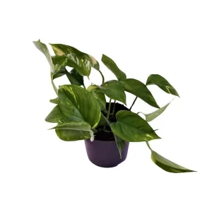 Scindapsus (Epipremnum) Aureum Kamerplant – Hoogte 25cm – Ø12cm