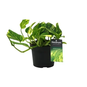 Scindapsus (Epipremnum) N'joy Gold Kamerplant – Hoogte 25cm – Ø12cm