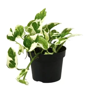 Scindapsus (Epipremnum) N'joy Kamerplant – Hoogte 15cm – Ø12cm