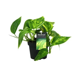 Scindapsus (Epipremnum) Pinnatum HiColor Kamerplant – Hoogte 20cm – Ø12cm