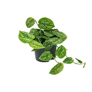 Scindapsus Pictus Argyraeus Kamerplant – Hoogte 25cm – Ø15cm