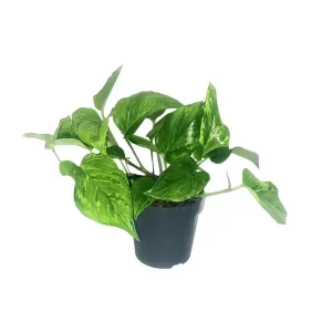 Scindapsus Pictus Trebie Kamerplant – Hoogte 20cm – Ø12cm