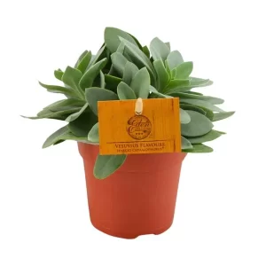 Senecio Cephalophorus - Ø10,5cm Kamerplant – Hoogte 15cm