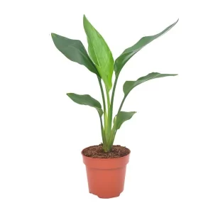 Strelitzia Reginea Kamerplant – Hoogte 40cm – Ø12cm