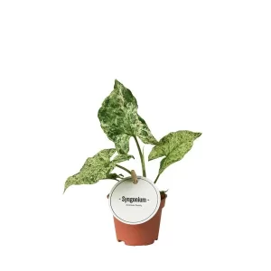 Syngonium Mottled Kamerplant – Hoogte 15cm – Ø6cm