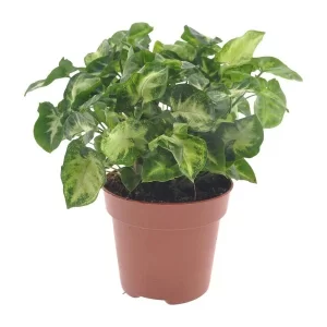Syngonium Pixie Kamerplant – Hoogte 20cm – Ø12cm
