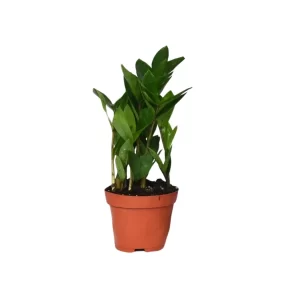 Zamioculcas Kamerplant – Hoogte 30cm – Ø12cm