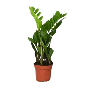 Zamioculcas Zamiifolia Kamerplant – Hoogte 40cm – Ø12cm